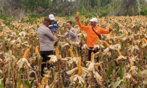 Petani Jagung di Jawa Timur Sambut Baik Panen Raya